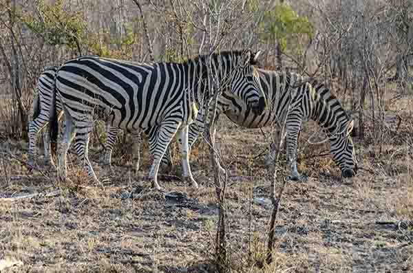 Cebra - reserva Sabi Sands - Sudáfrica 4.jpg